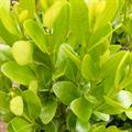 شمشاد معمولی
